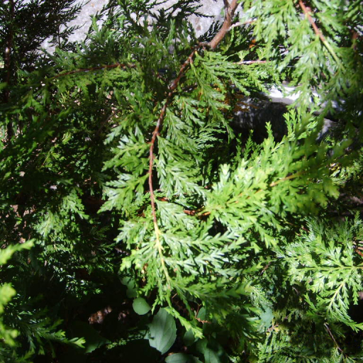 Austrocedrus Chilensis