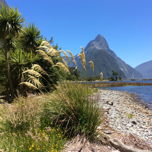 Austroderia Richardii