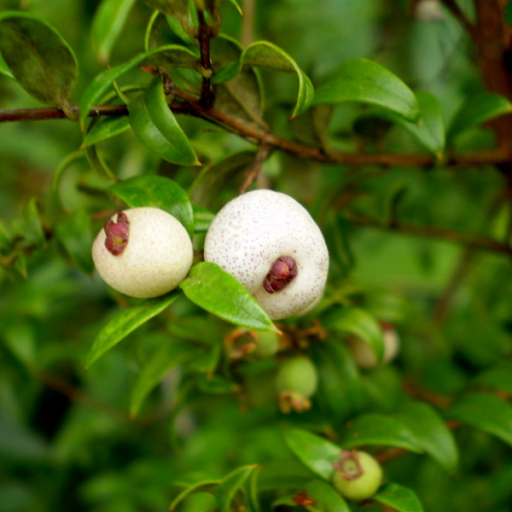 Austromyrtus Dulcis