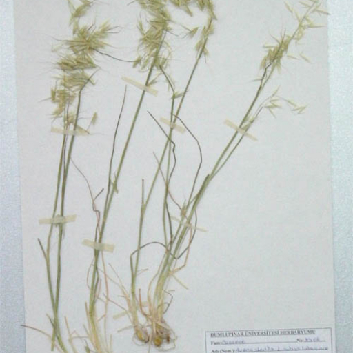 Avena Sterilis