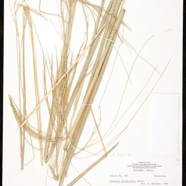 Axonopus Longispicus