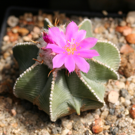 Hinton's Aztekium (Aztekium Hintonii) Care Guide: Water, Soil ...