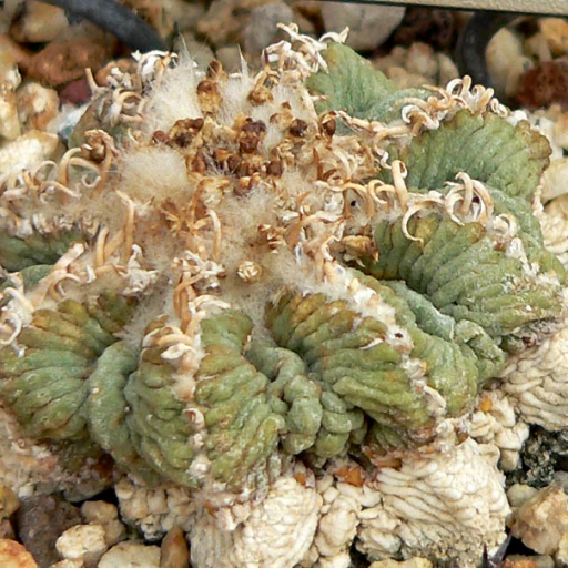 Aztekium Ritteri