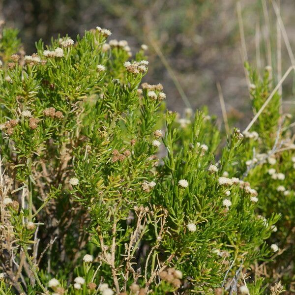 Baccharis Boliviensis