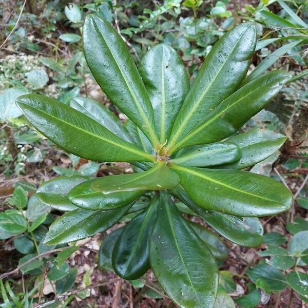 Badula Fragilis Care Guide: Water, Soil & Propagation - Plantiary