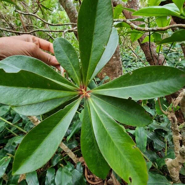 Badula Nitida Care Guide: Water, Soil & Propagation - Plantiary