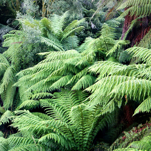 Balantium Antarcticum