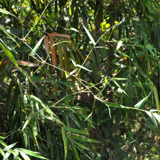 Bambusa Blumeana