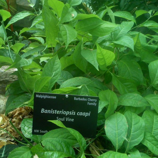 Banisteriopsis Caapi