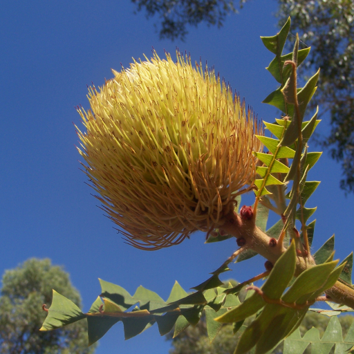 Banksia Baxteri