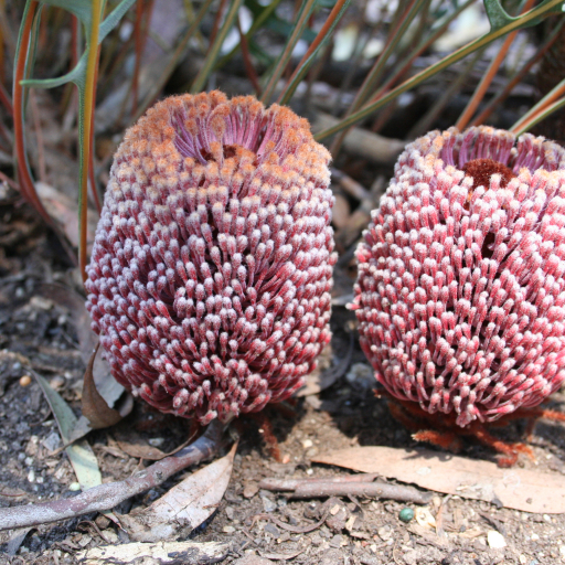 Banksia Blechnifolia