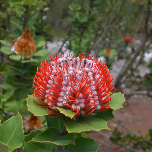 Banksia Coccinea
