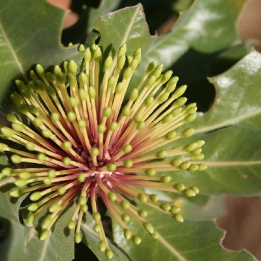 Banksia Ilicifolia