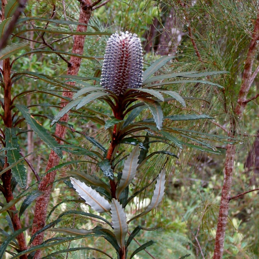 Banksia Plagiocarpa