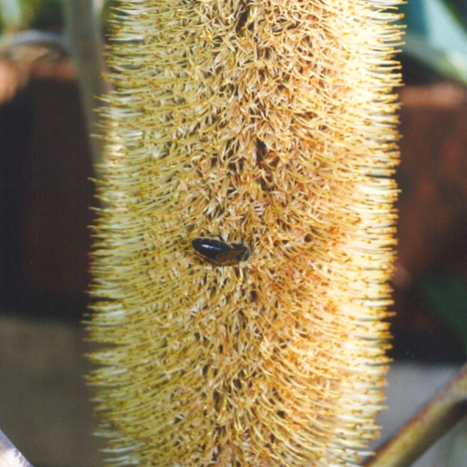 Banksia Robur