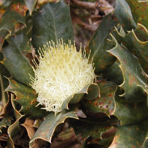 Banksia Sessilis