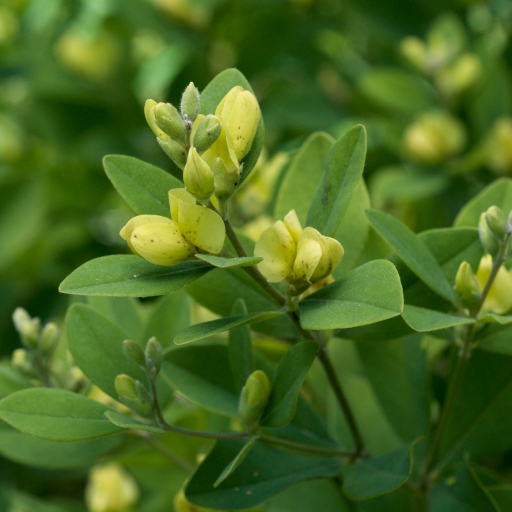 Baptisia Nuttalliana