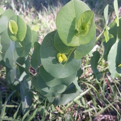 Catbells (Baptisia Perfoliata) Plant Care & How to Grow, Water