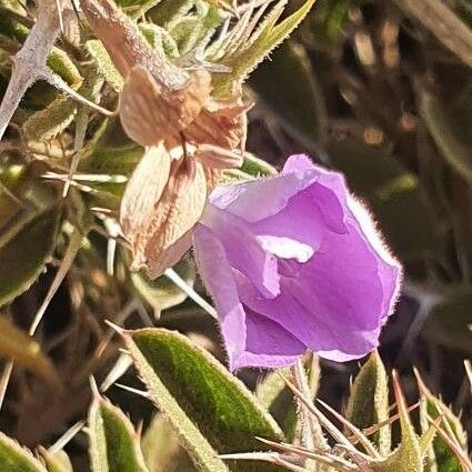 Barleria Delamerei