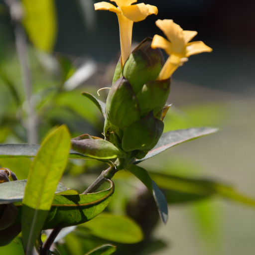 Barleria Lupulina