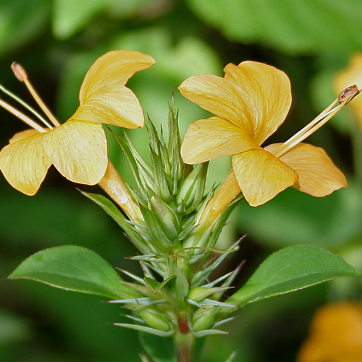 Barleria Prionitis