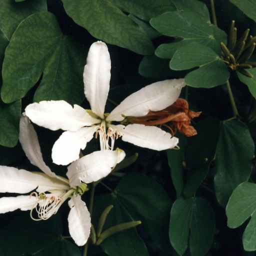 Bauhinia Forficata