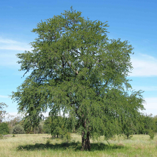 Bauhinia Hookeri