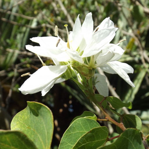 Bauhinia Lunarioides
