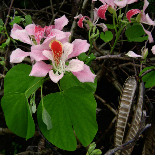 Bauhinia Monandra