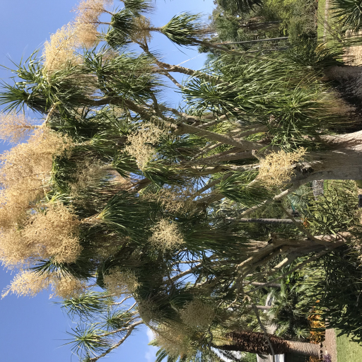 Beaucarnea Pliabilis