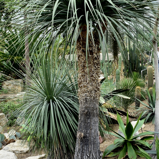 Beaucarnea Stricta