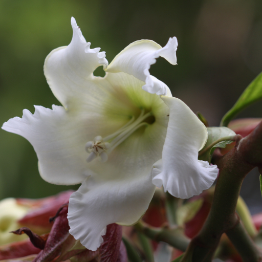Beaumontia Grandiflora