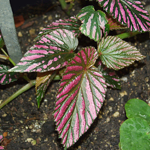 Begonia Brevirimosa