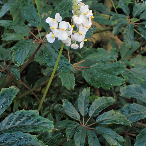 Begonia Caroliniifolia