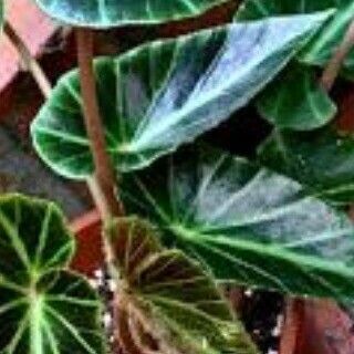 Begonia Chingipengii