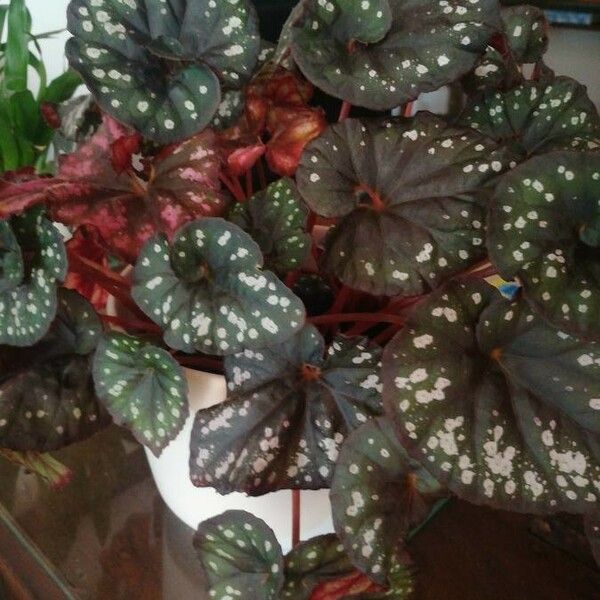 Hardy Begonia Begonia Chlorosticta Care Guide Water Soil hardy-begonia-begonia-chlorosticta-care-guide-water-soil