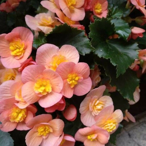 Begonia Evansiana