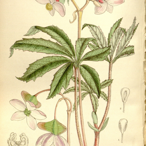 Begonia Hemsleyana