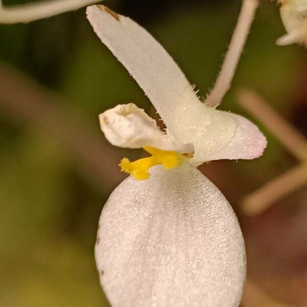 Begonia × Ricinifolia