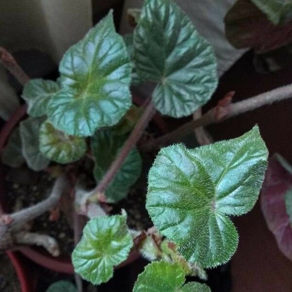 Begonia Scharffii