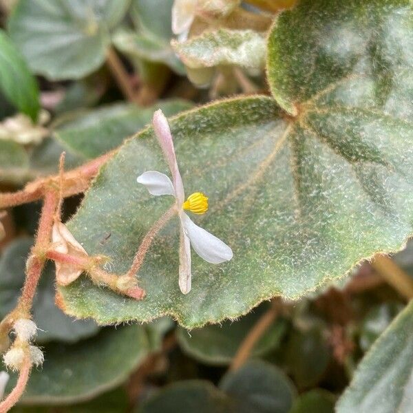 Begonia Tomentosa