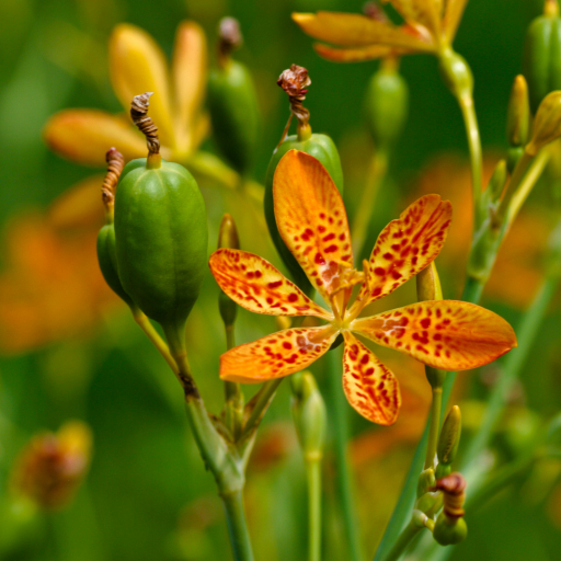 Blackberry Lily (Belamcanda Chinensis) Care Guide: Water, Soil ...