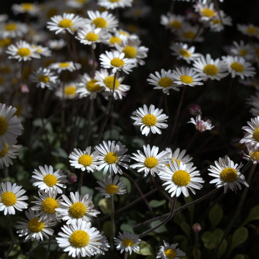 Bellium Crassifolium