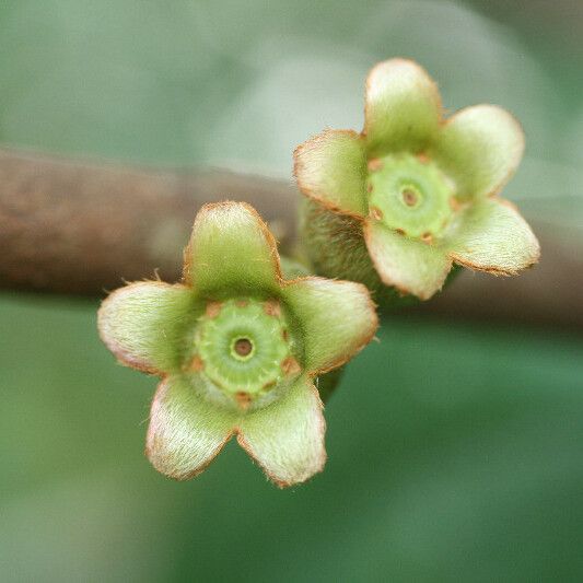 Bellucia Grossularioides