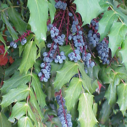 Berberis Bealei