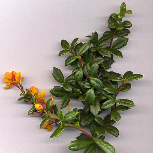 Berberis Darwinii