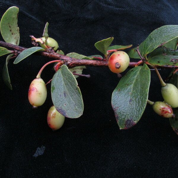 Berberis Glaucocarpa
