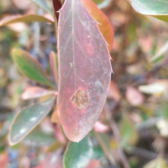Berberis Integerrima