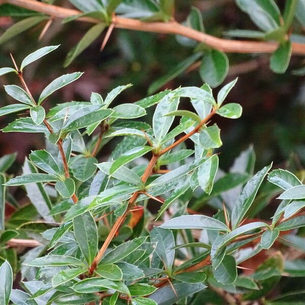 Berberis Kawakamii