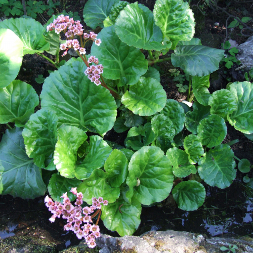 Bergenia Cordifolia